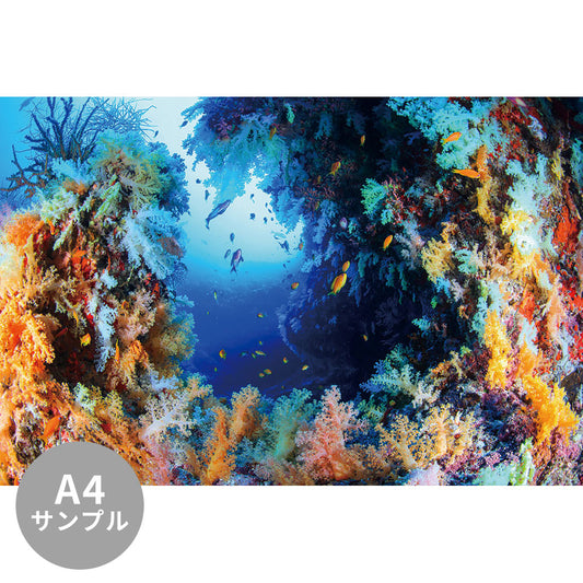 【サンプル】はがせるミューラル壁紙 シールタイプ 海の景色壁紙 鍵井靖章 ソフトコーラルの森（モルディブ） TSO-K00021