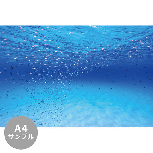 【サンプル】はがせるミューラル壁紙 シールタイプ 海の景色壁紙 鍵井靖章 水面下の青い魚（沖縄阿嘉島） TSO-K00023