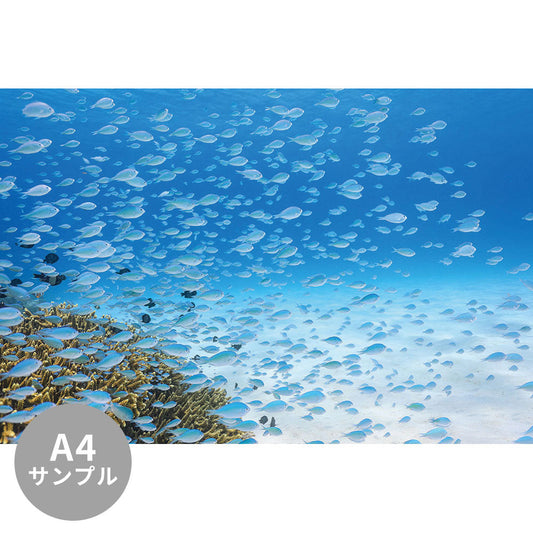 【サンプル】はがせるミューラル壁紙 シールタイプ 海の景色壁紙 鍵井靖章 デバスズメダイ（沖縄阿嘉島） TSO-K00024