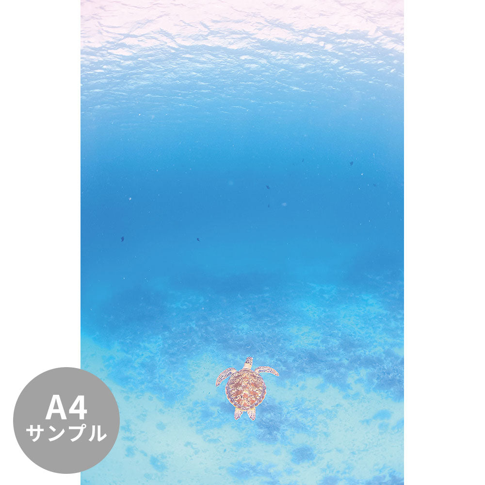 【サンプル】はがせるミューラル壁紙 シールタイプ 海の景色壁紙 鍵井靖章 泳ぐカメ（沖縄阿嘉島） TSO-K00025