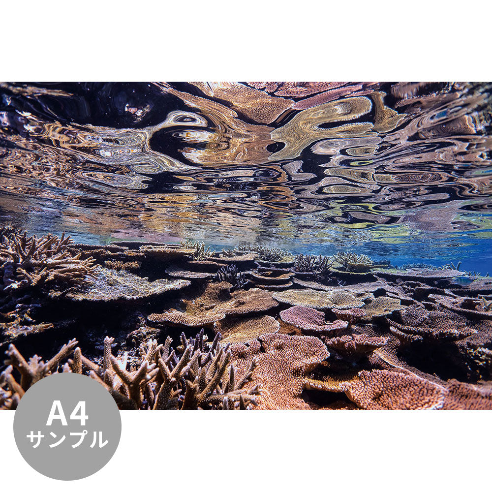 【サンプル】はがせるミューラル壁紙 シールタイプ 海の景色壁紙 鍵井靖章 鏡面のサンゴ（沖縄宮古島） TSO-K00026