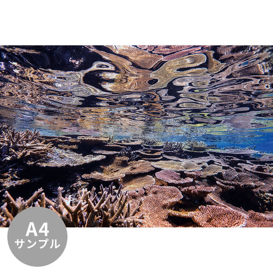 【サンプル】はがせるミューラル壁紙 シールタイプ 海の景色壁紙 鍵井靖章 鏡面のサンゴ（沖縄宮古島） TSO-K00026
