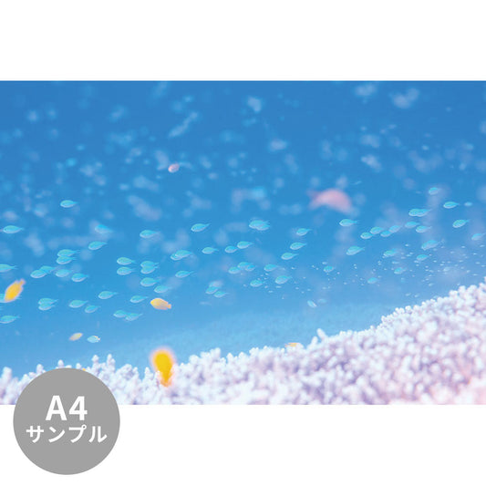 【サンプル】はがせるミューラル壁紙 シールタイプ 海の景色壁紙 鍵井靖章 デバスズメダイとサンゴ（沖縄石垣島） TSO-K00027