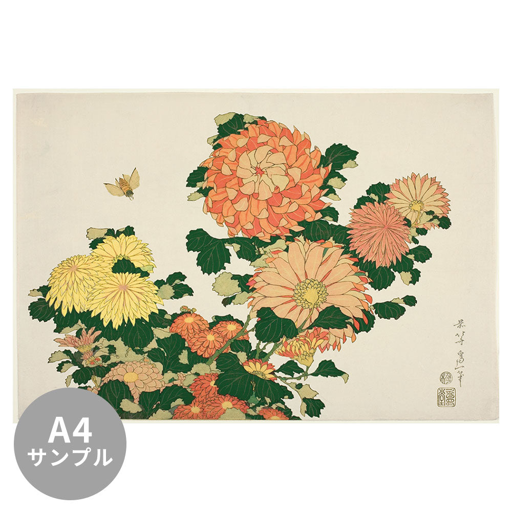 【サンプル】はがせるミューラル壁紙 シールタイプ 葛飾北斎 菊に虻（鮮やか） TSO-M00001