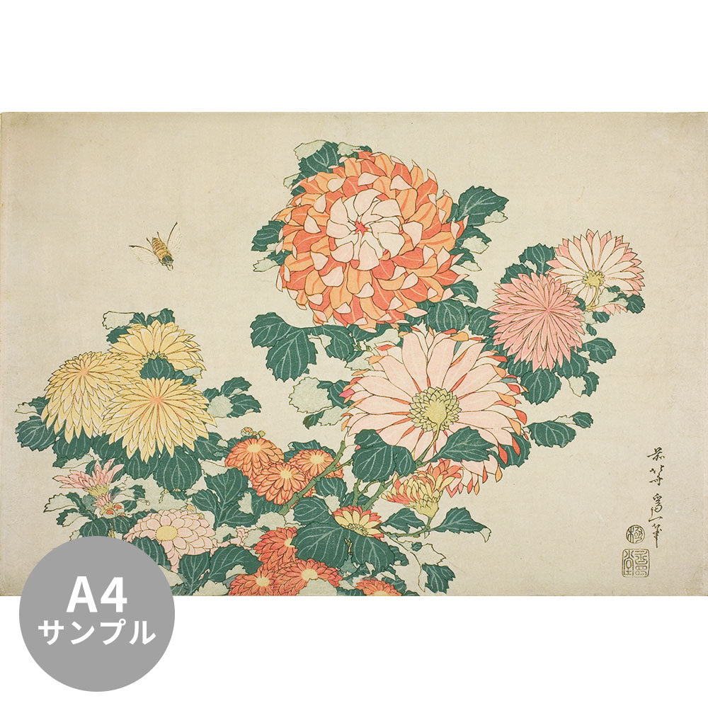 【サンプル】はがせるミューラル壁紙 シールタイプ 葛飾北斎 菊に虻 TSO-N00093