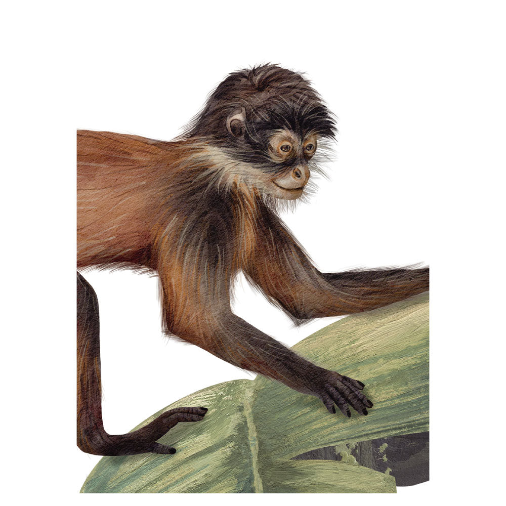 KIKKI BELLE Cheeky Monkeys W13307