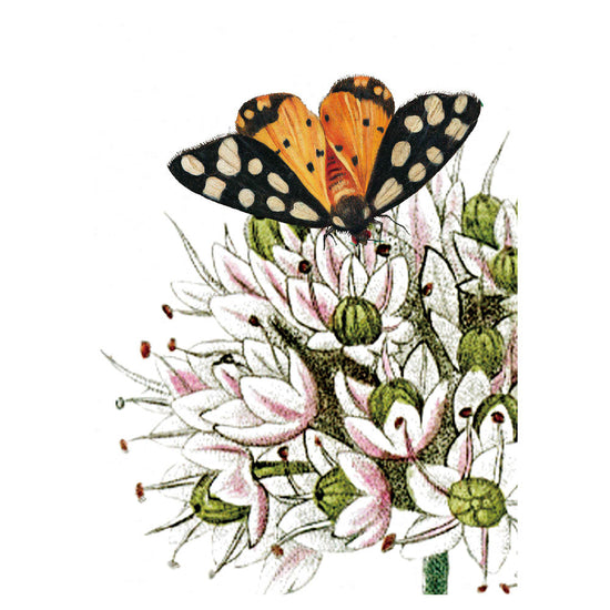 KIKKI BELLE Butterfly Garden W13362