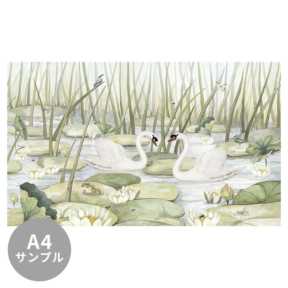 【サンプル】はがせるミューラル壁紙 のりなし KIKKI BELLE Spectacular Swans W13914