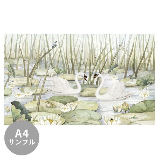 【サンプル】はがせるミューラル壁紙 のりなし KIKKI BELLE Spectacular Swans W13914