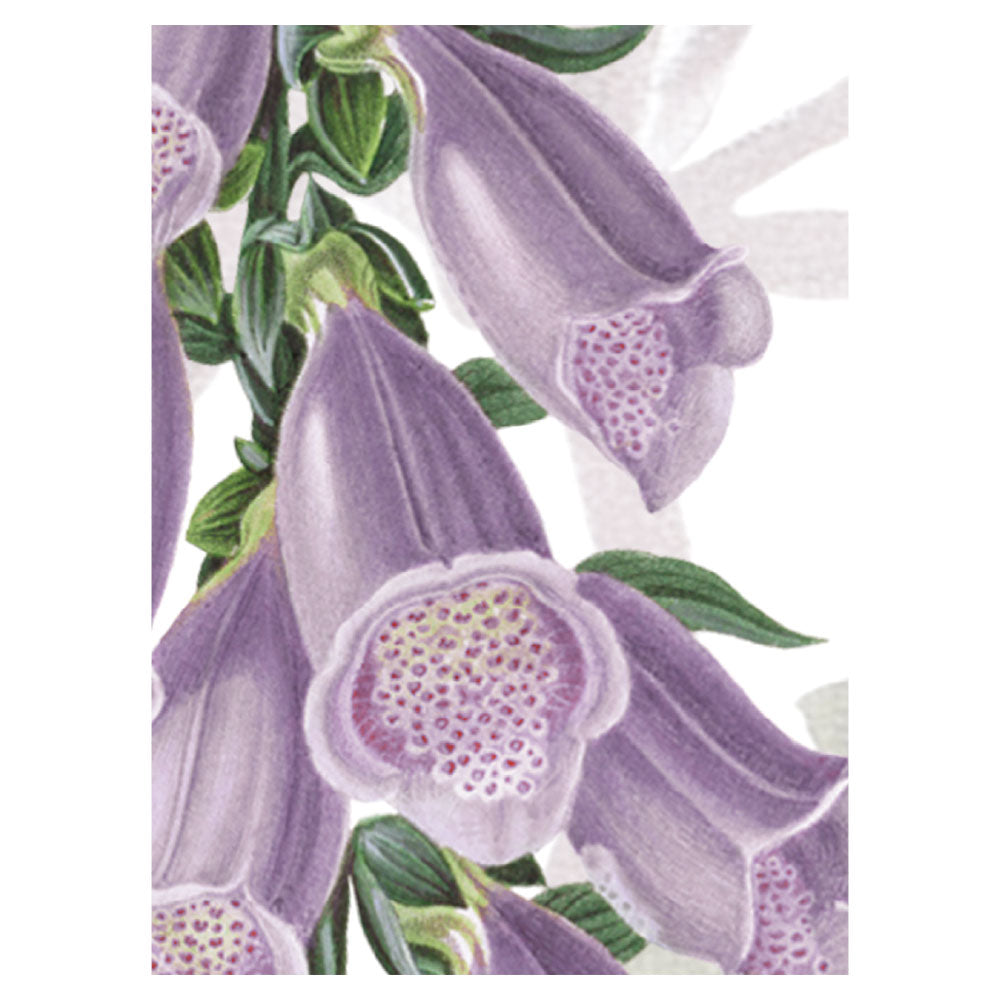 Sir Edward Foxglove Flowers W13369