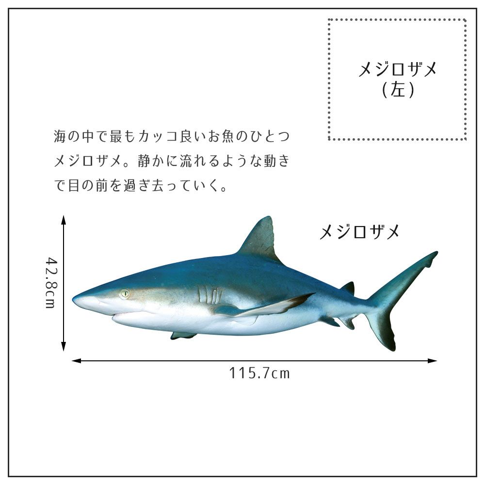 【鍵井 靖章 Yasuaki Kagii】海の生き物ステッカー Sea creatures L メジロザメ(左向き)