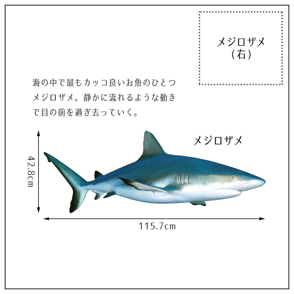 【鍵井 靖章 Yasuaki Kagii】海の生き物ステッカー Sea creatures L メジロザメ(右向き)