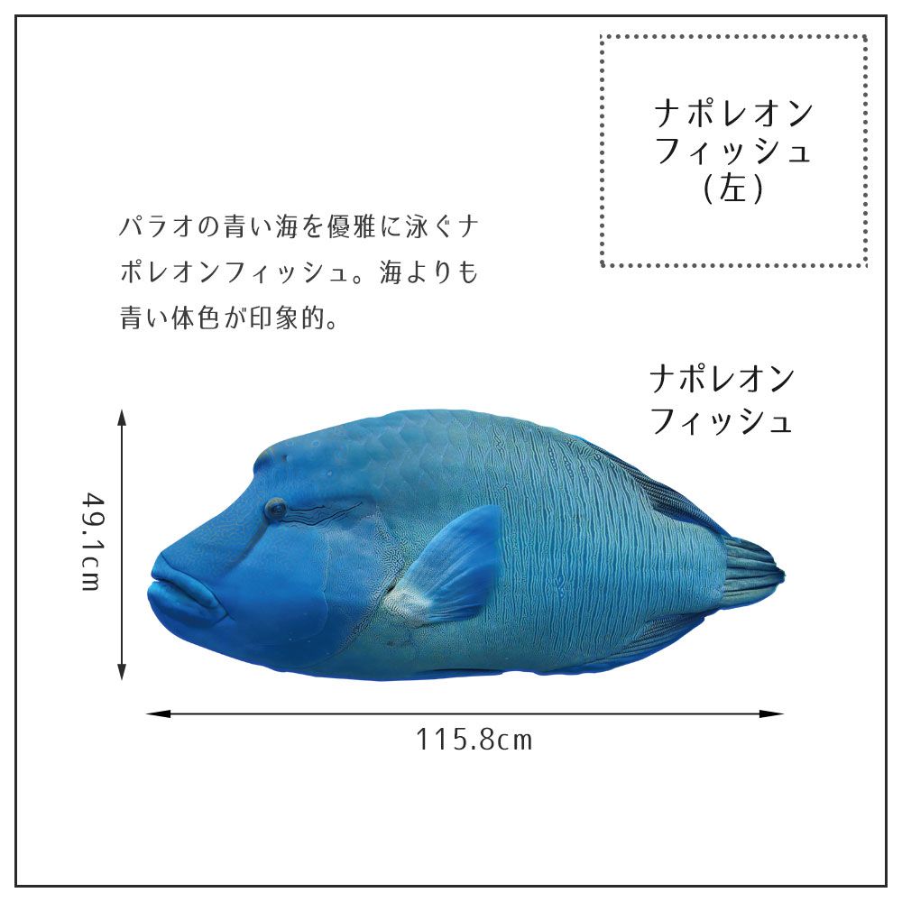 【鍵井 靖章 Yasuaki Kagii】海の生き物ステッカー Sea creatures L ナポレオンフィッシュ(左向き)