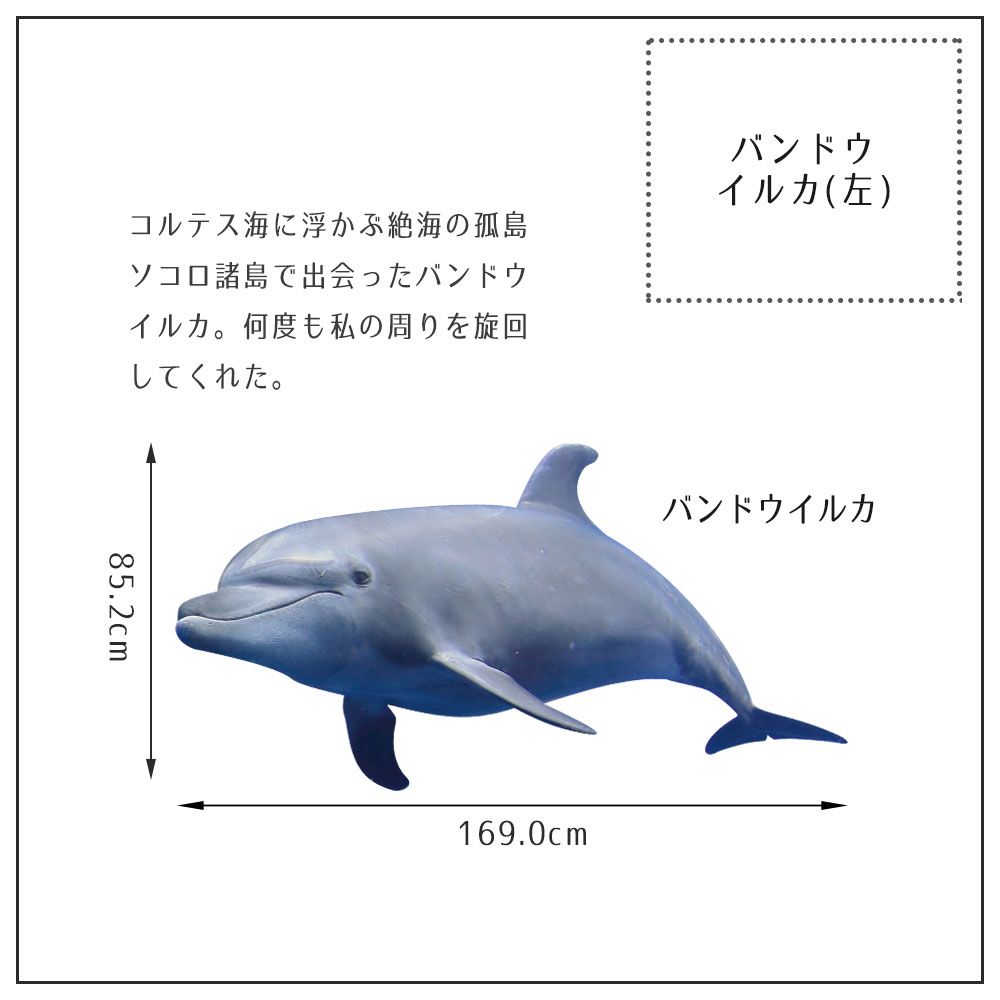 【鍵井 靖章 Yasuaki Kagii】海の生き物ステッカー Sea creatures LL バンドウイルカ(左向き)