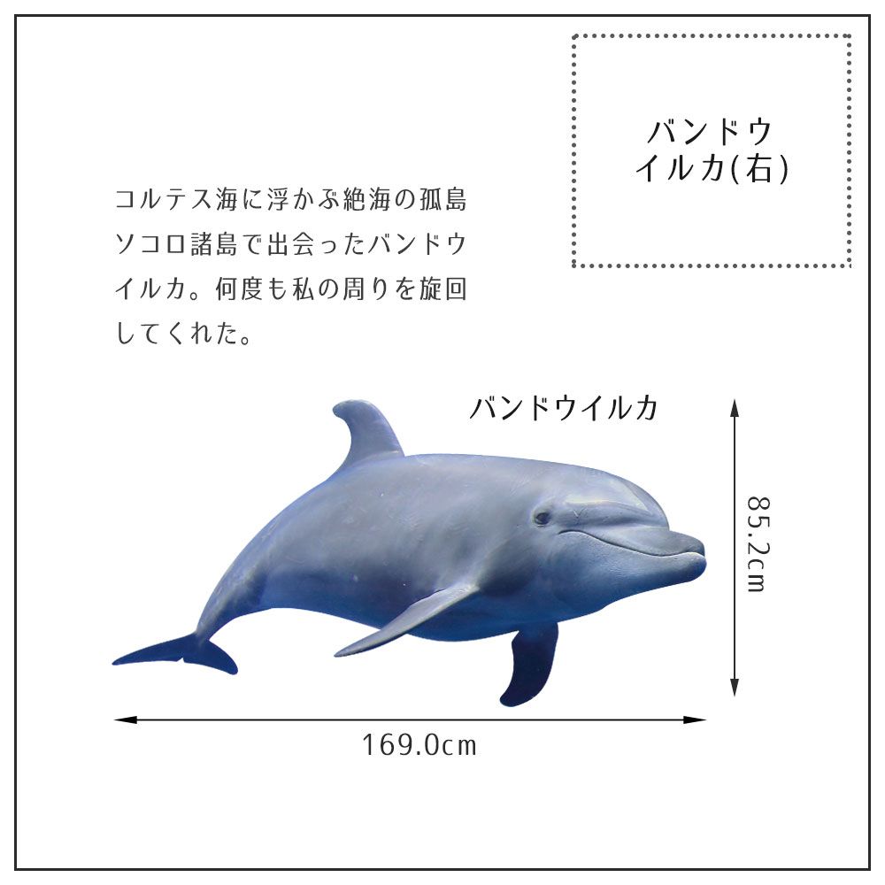 【鍵井 靖章 Yasuaki Kagii】海の生き物ステッカー Sea creatures LL バンドウイルカ(右向き)