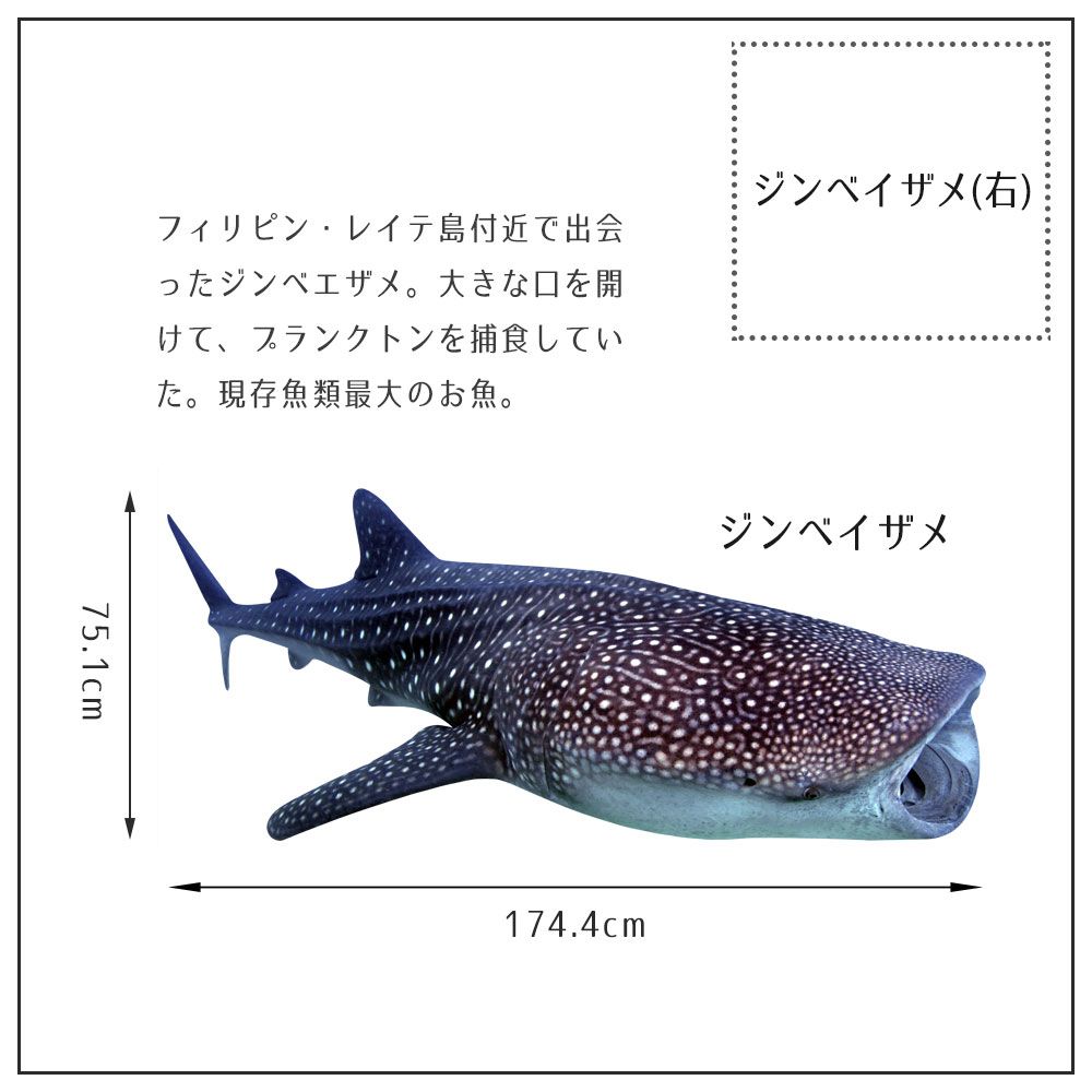 【鍵井 靖章 Yasuaki Kagii】海の生き物ステッカー Sea creatures LL ジンベイザメ(右向き)