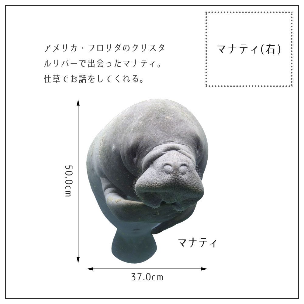 【鍵井 靖章 Yasuaki Kagii】海の生き物ステッカー Sea creatures M マナティ(右向き)