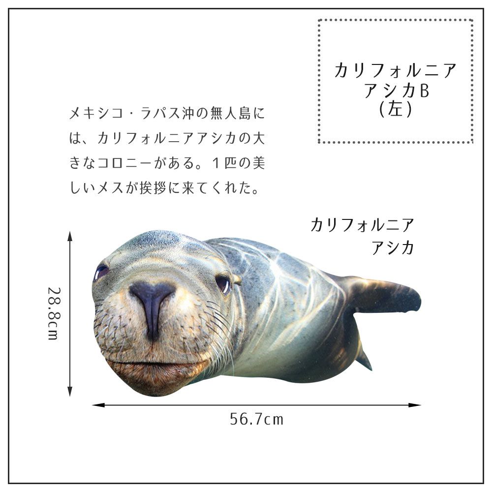 【鍵井 靖章 Yasuaki Kagii】海の生き物ステッカー Sea creatures M カルフォニアアシカB (左向き)