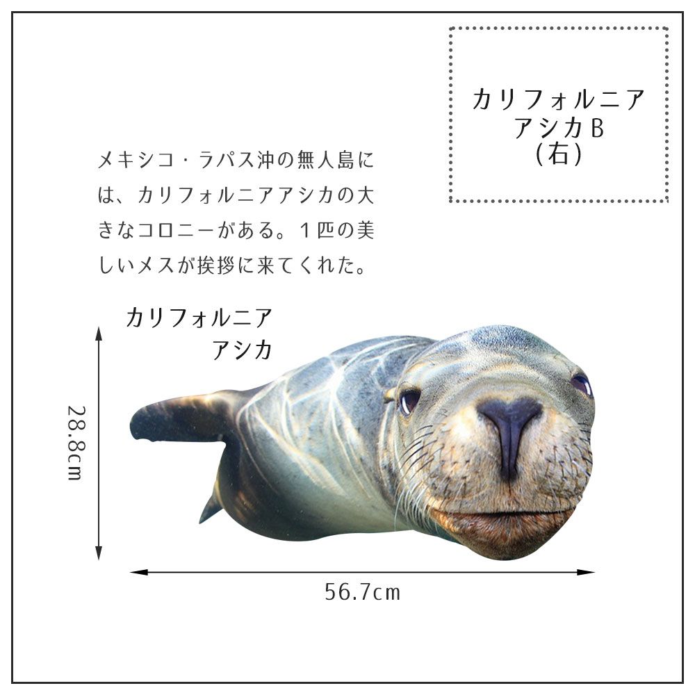 【鍵井 靖章 Yasuaki Kagii】海の生き物ステッカー Sea creatures M カルフォニアアシカB (右向き)