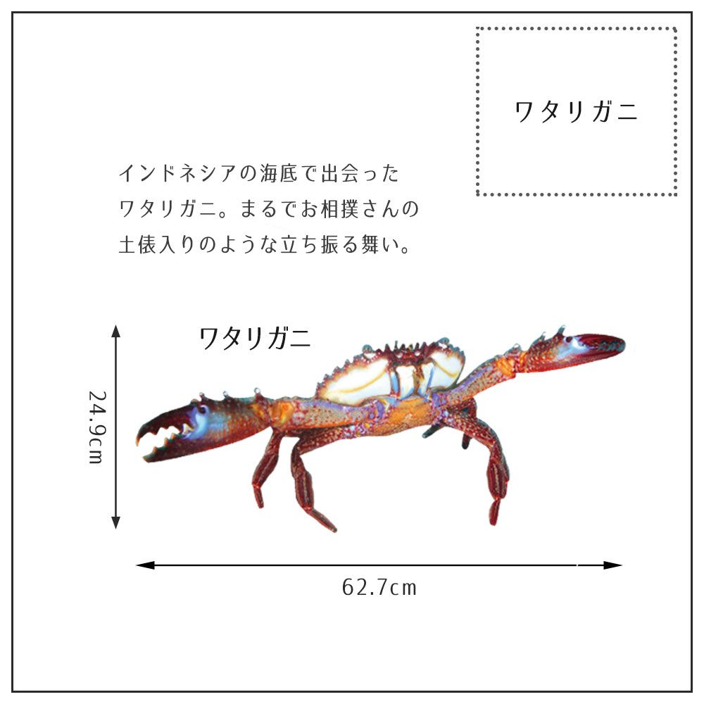 【鍵井 靖章 Yasuaki Kagii】海の生き物ステッカー Sea creatures M ワタリガニ