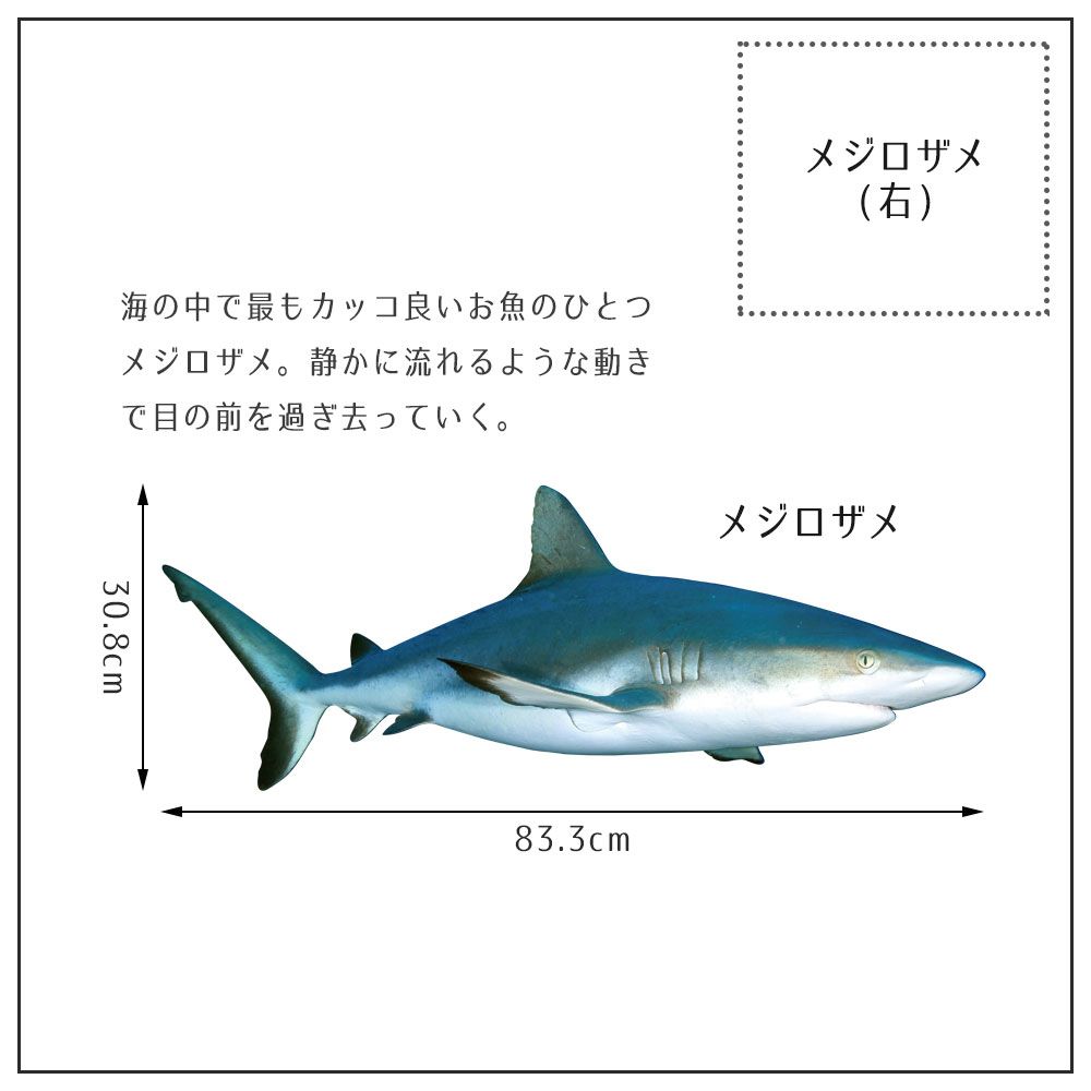 【鍵井 靖章 Yasuaki Kagii】海の生き物ステッカー Sea creatures ML メジロザメ(右向き)