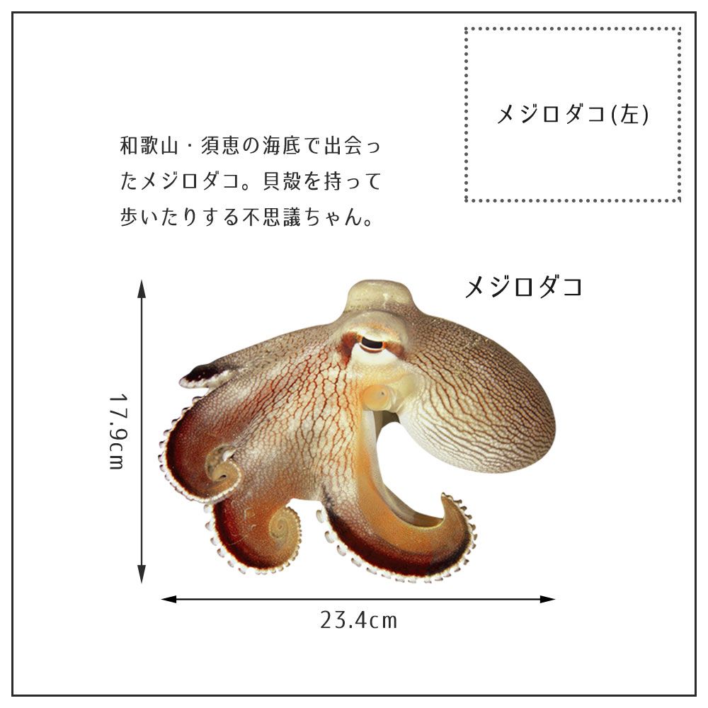 【鍵井 靖章 Yasuaki Kagii】海の生き物ステッカー Sea creatures S メジロダコ(左向き)