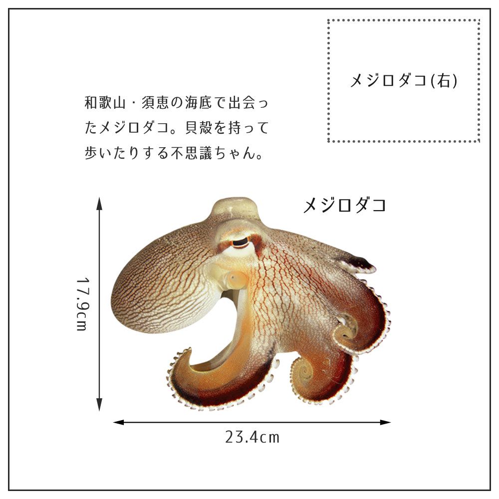 【鍵井 靖章 Yasuaki Kagii】海の生き物ステッカー Sea creatures S メジロダコ(右向き)