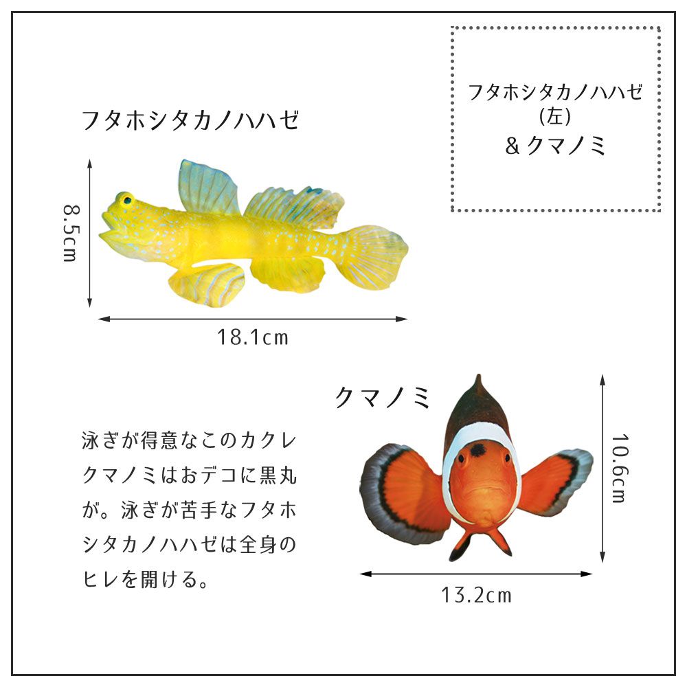 【鍵井 靖章 Yasuaki Kagii】海の生き物ステッカー Sea creatures S クマノミとフタホシタカノハハゼ(左向き)