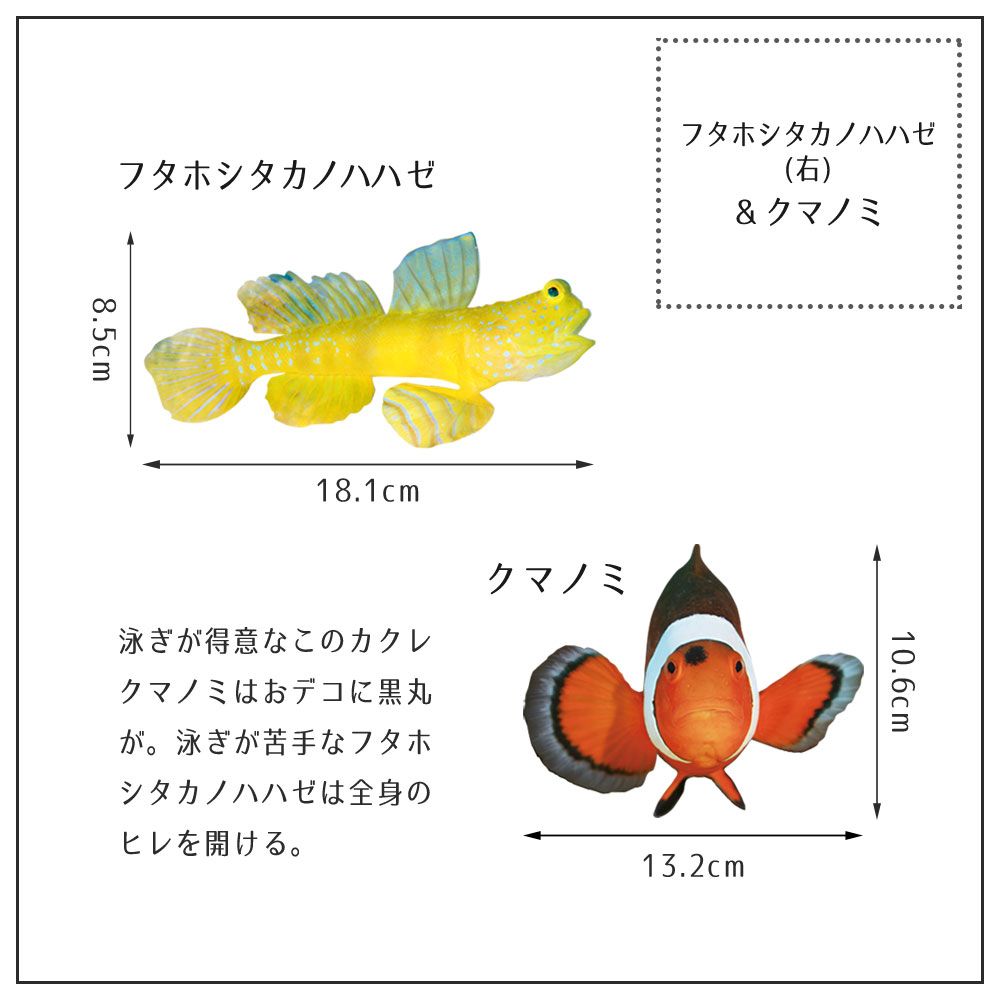 【鍵井 靖章 Yasuaki Kagii】海の生き物ステッカー Sea creatures S クマノミとフタホシタカノハハゼ(右向き)