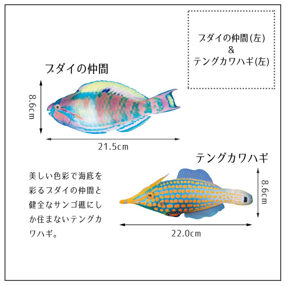 【鍵井 靖章 Yasuaki Kagii】海の生き物ステッカー Sea creatures S ブダイの仲間&テングカワハギ(左向き)