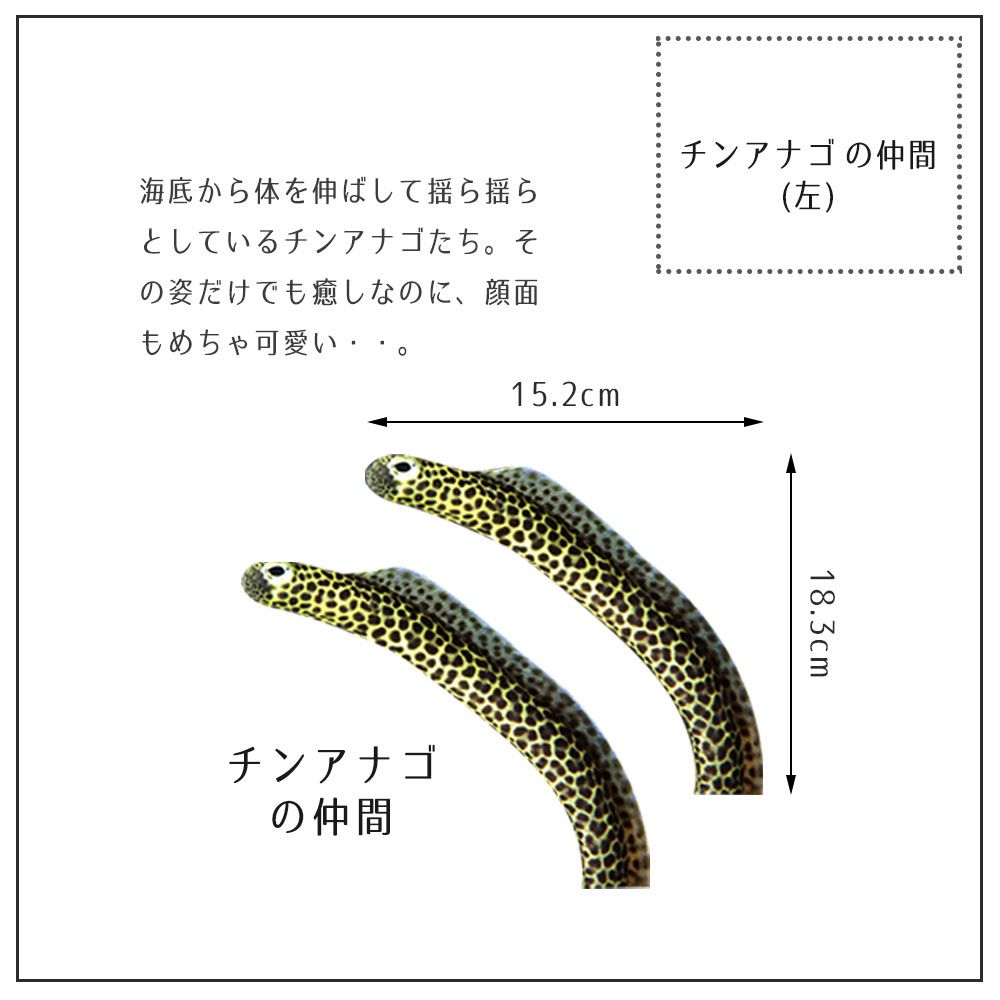 【鍵井 靖章 Yasuaki Kagii】海の生き物ステッカー Sea creatures S チンアナゴの仲間(左向き)