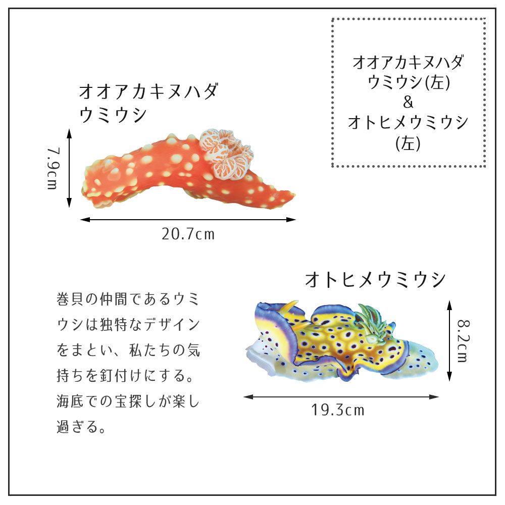 【鍵井 靖章 Yasuaki Kagii】海の生き物ステッカー Sea creatures S オトヒメウミウシ&オオアカキヌハダウミウシ(左向き)