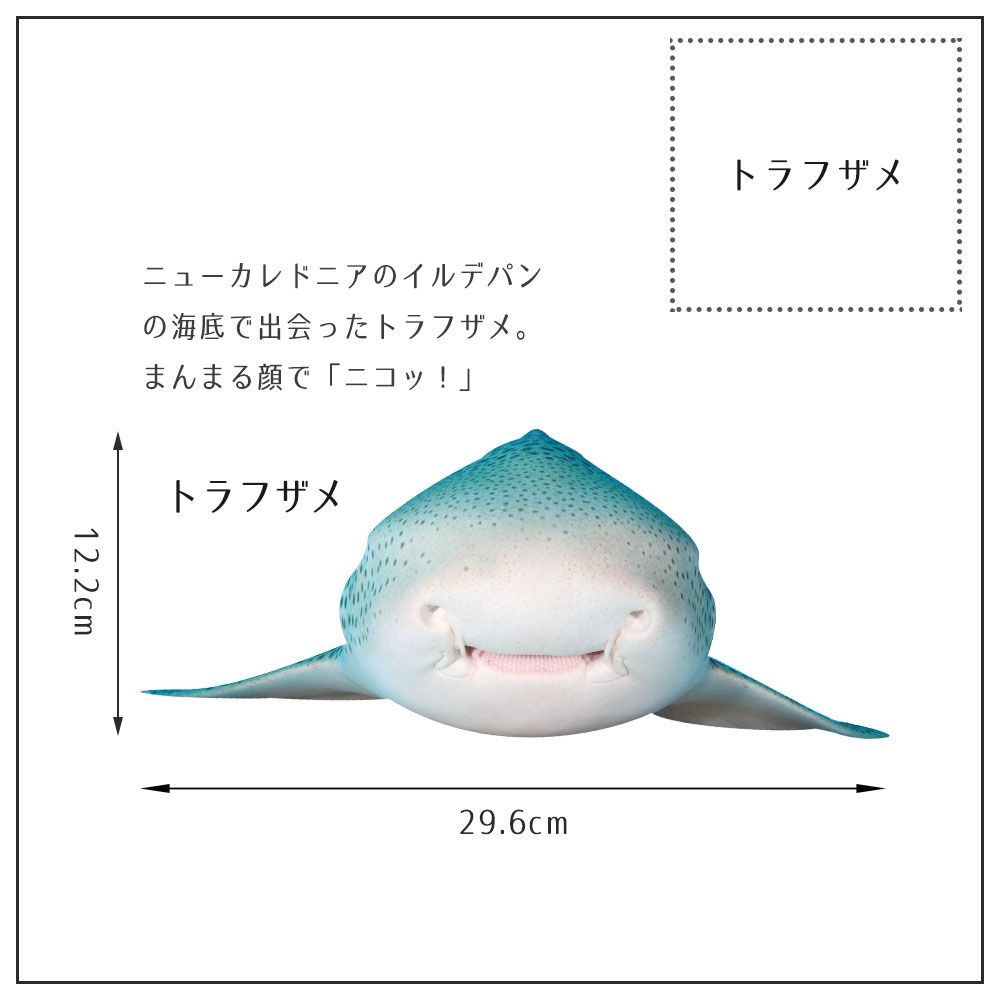 【鍵井 靖章 Yasuaki Kagii】海の生き物ステッカー Sea creatures S トラフザメ