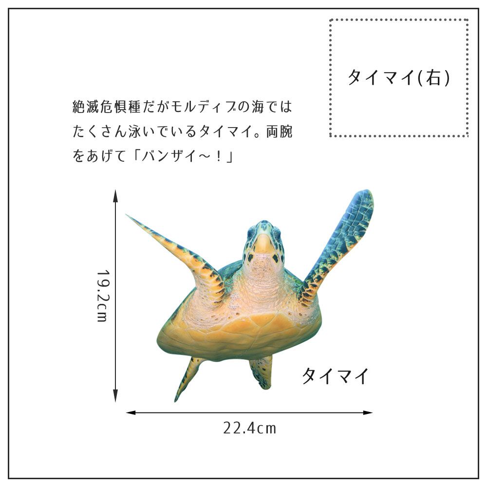 【鍵井 靖章 Yasuaki Kagii】海の生き物ステッカー Sea creatures S タイマイ(右向き)