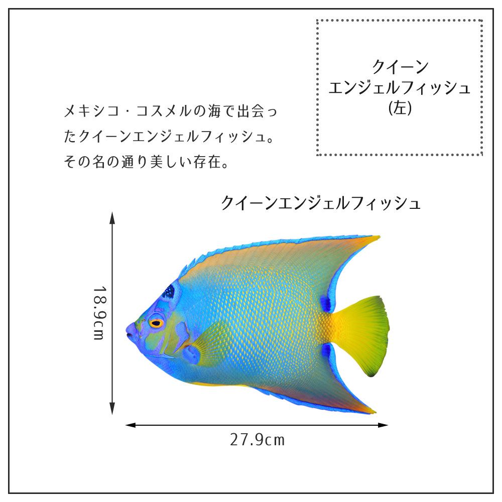 【鍵井 靖章 Yasuaki Kagii】海の生き物ステッカー Sea creatures S クイーンエンゼルフィッシュ(左向き)