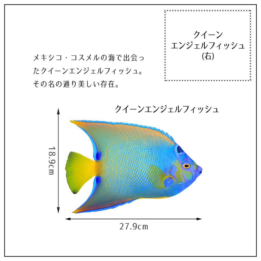 【鍵井 靖章 Yasuaki Kagii】海の生き物ステッカー Sea creatures S クイーンエンゼルフィッシュ(右向き)