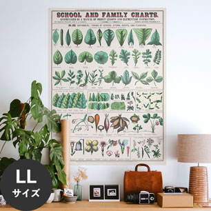 Hattan Art Poster ハッタンアートポスター School and family charts, Botanical / HP-00199 LLサイズ(90cm×120cm)