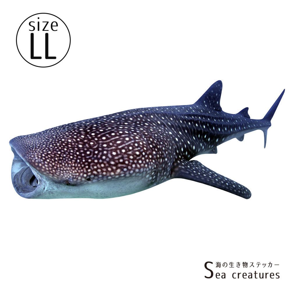 【鍵井 靖章 Yasuaki Kagii】海の生き物ステッカー Sea creatures LL ジンベイザメ(左向き)