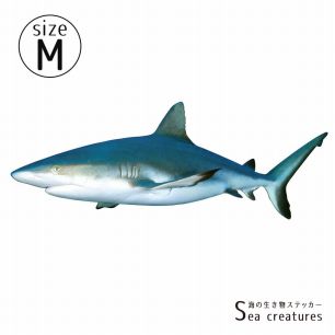 【鍵井 靖章 Yasuaki Kagii】海の生き物ステッカー Sea creatures M メジロザメ(左向き)