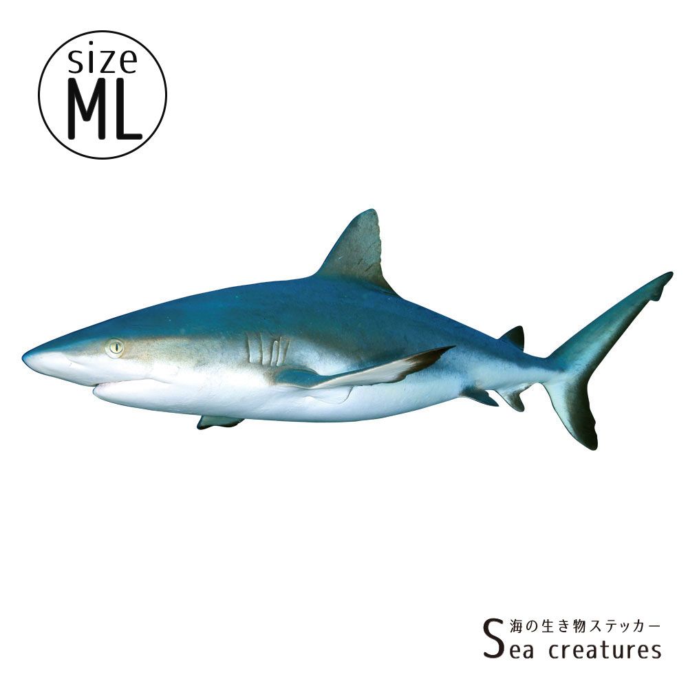 【鍵井 靖章 Yasuaki Kagii】海の生き物ステッカー Sea creatures ML メジロザメ(左向き)