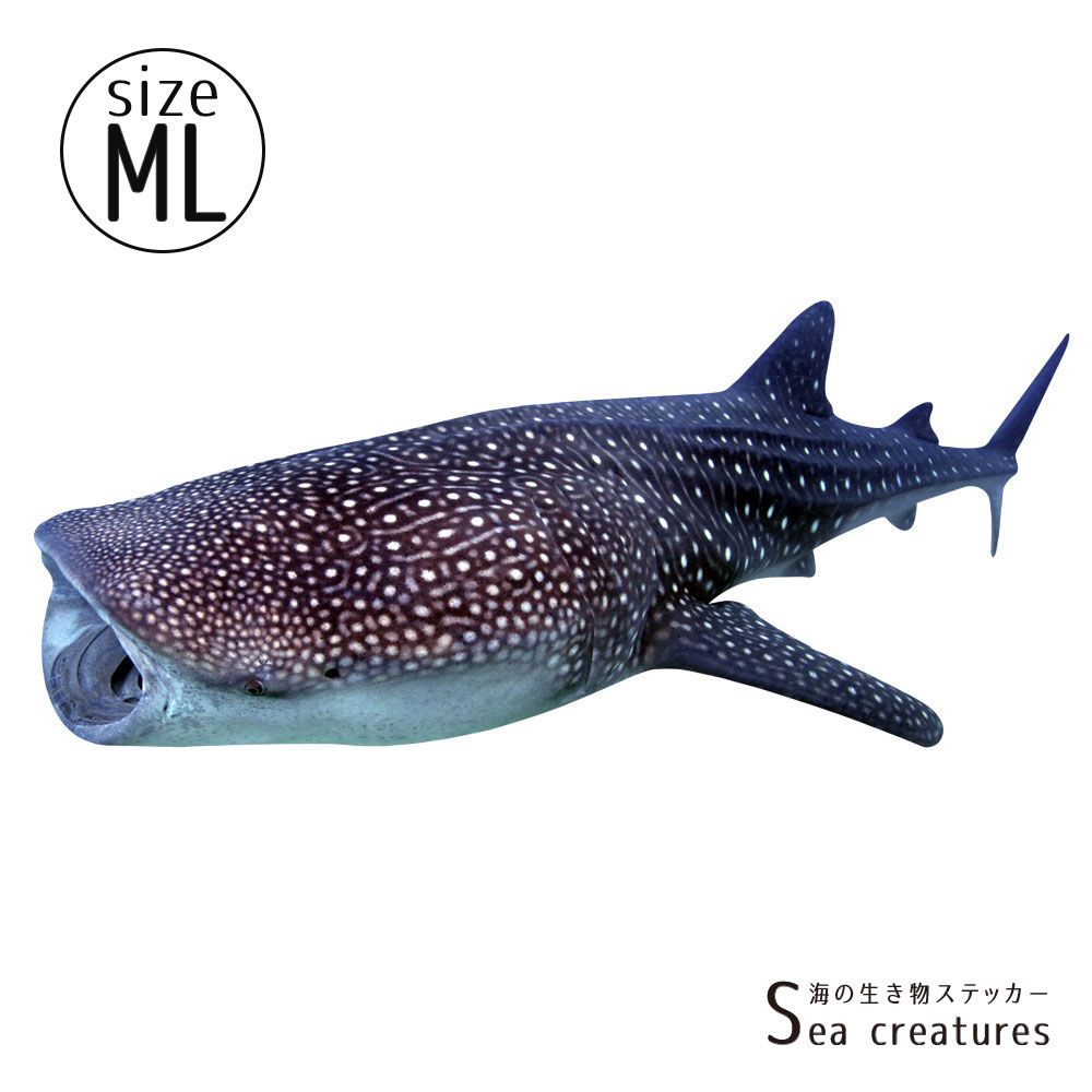 【鍵井 靖章 Yasuaki Kagii】海の生き物ステッカー Sea creatures ML ジンベイザメ(左向き)