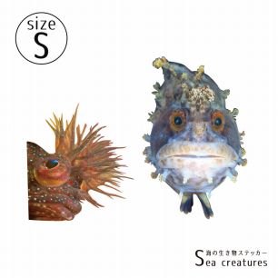 【鍵井 靖章 Yasuaki Kagii】海の生き物ステッカー Sea creatures S フサギンポ&コケギンポ(右向き)