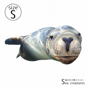 【鍵井 靖章 Yasuaki Kagii】海の生き物ステッカー Sea creatures S カルフォルニアアシカB (右向き)
