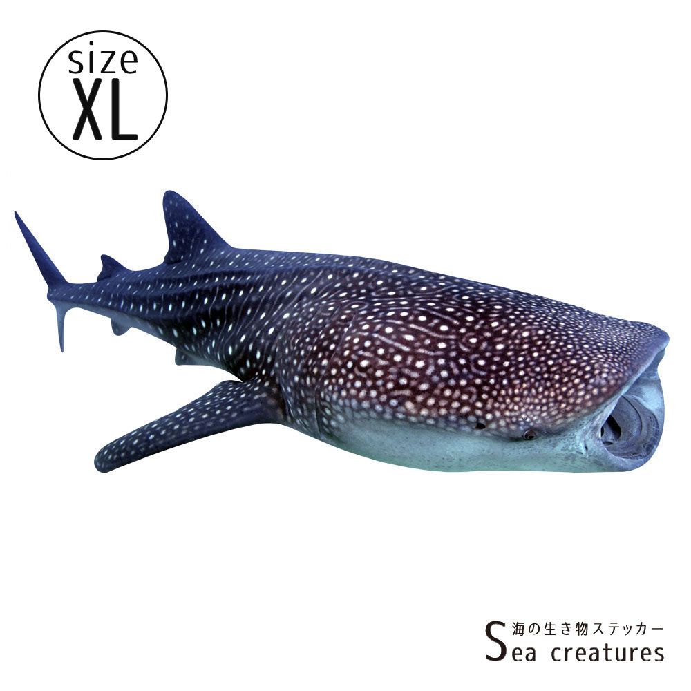 【鍵井 靖章 Yasuaki Kagii】海の生き物ステッカー Sea creatures XL ジンベイザメ(右向き)