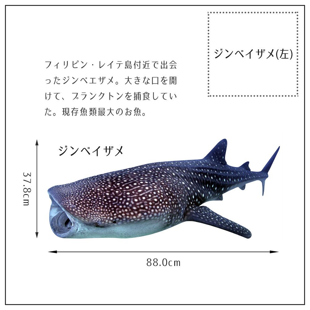 鍵井 靖章 Yasuaki Kagii 海の生き物ステッカー Sea Creatures Ml ジンベイザメ 左向き 壁紙屋本舗