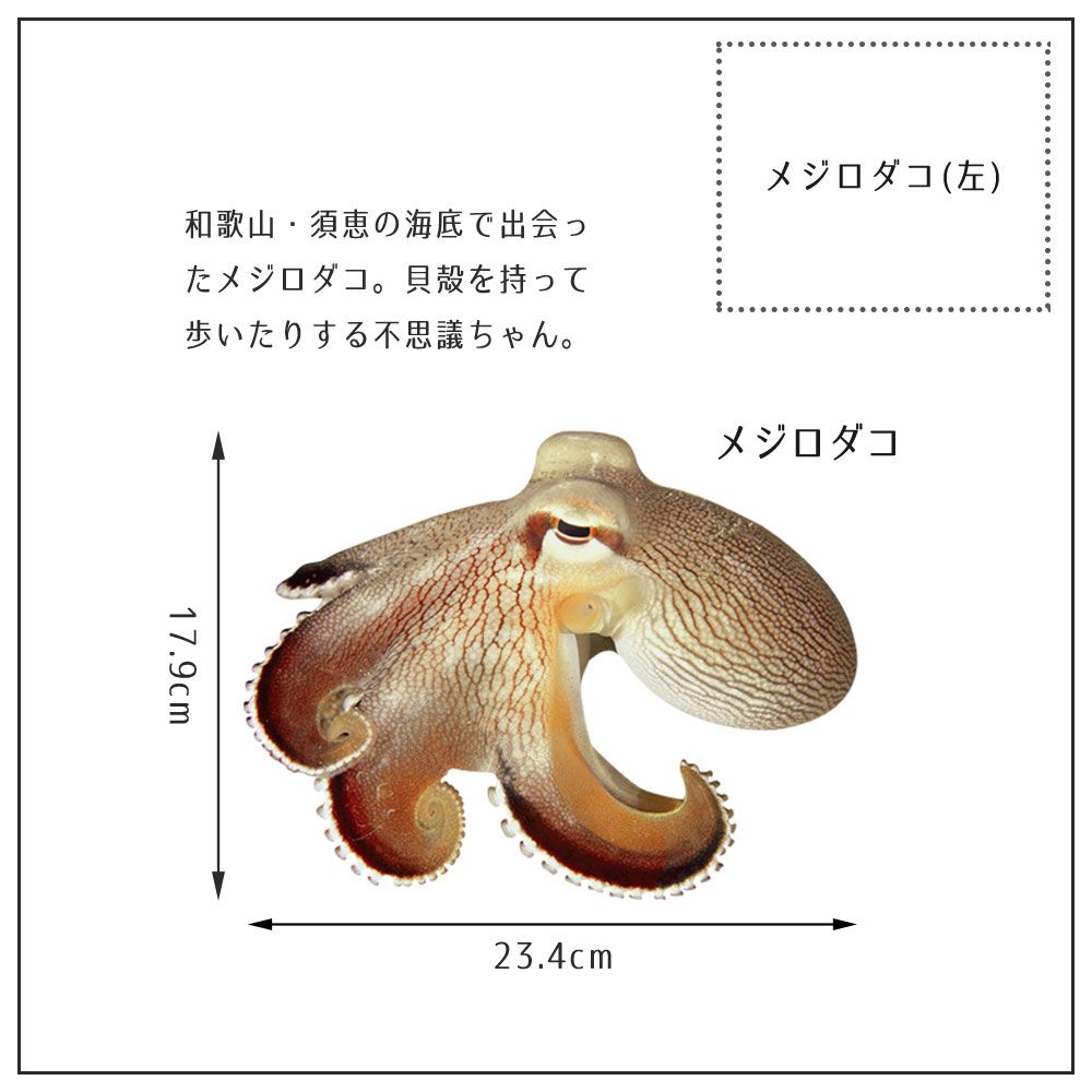 鍵井 靖章 Yasuaki Kagii 海の生き物ステッカー Sea Creatures S メジロダコ 左向き 壁紙屋本舗