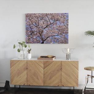 オーダーアートパネル PHOTOWALL / Blooming Cherry Tree (e6249)