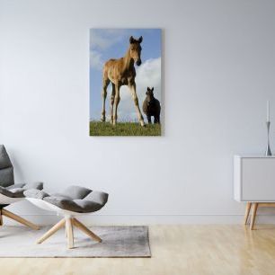 オーダーアートパネル PHOTOWALL / Young Foal (e1502)