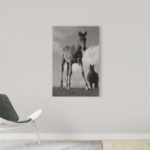 オーダーアートパネル PHOTOWALL / Young Foal (e1503)