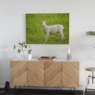オーダーアートパネル PHOTOWALL / Lamb on Green Grass (e22993)